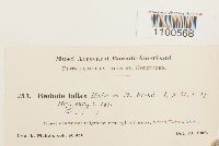 Didymodon fallax var. fallax image