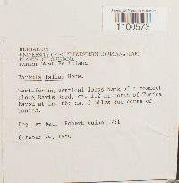 Didymodon fallax var. fallax image