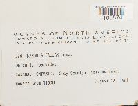 Didymodon fallax var. fallax image