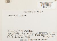 Didymodon fallax var. fallax image