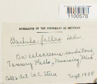 Didymodon fallax var. fallax image