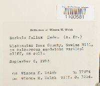 Didymodon fallax var. fallax image