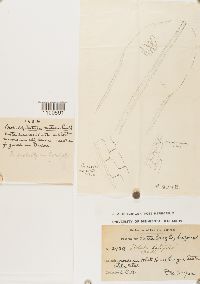 Barbula latifolia image