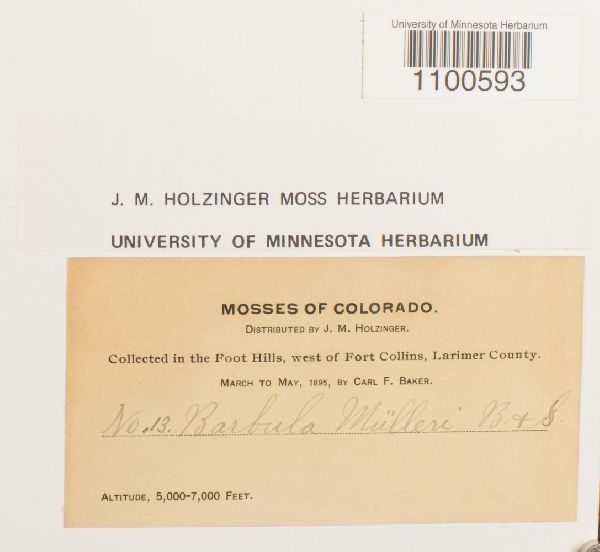 Barbula muelleri image