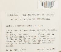 Didymodon nigrescens image