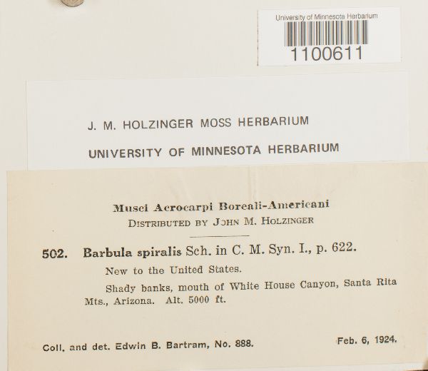 Pseudocrossidium replicatum image