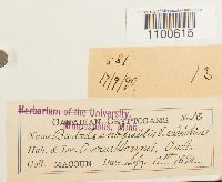 thumbnail image of current specimen
