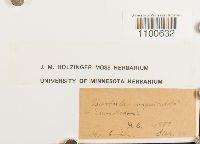 thumbnail image of current specimen