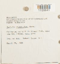 thumbnail image of current specimen