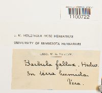 Thumbnail image of current specimen