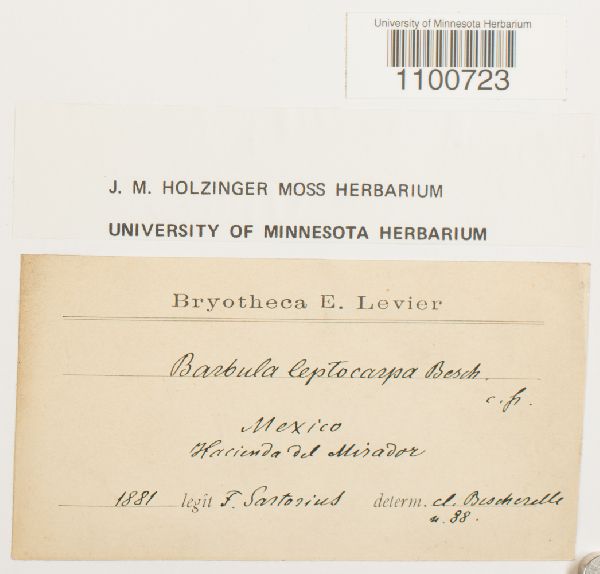 Barbula leptocarpa image