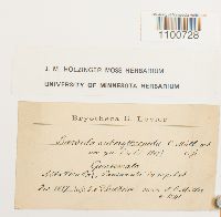 Image of Barbula arcuata