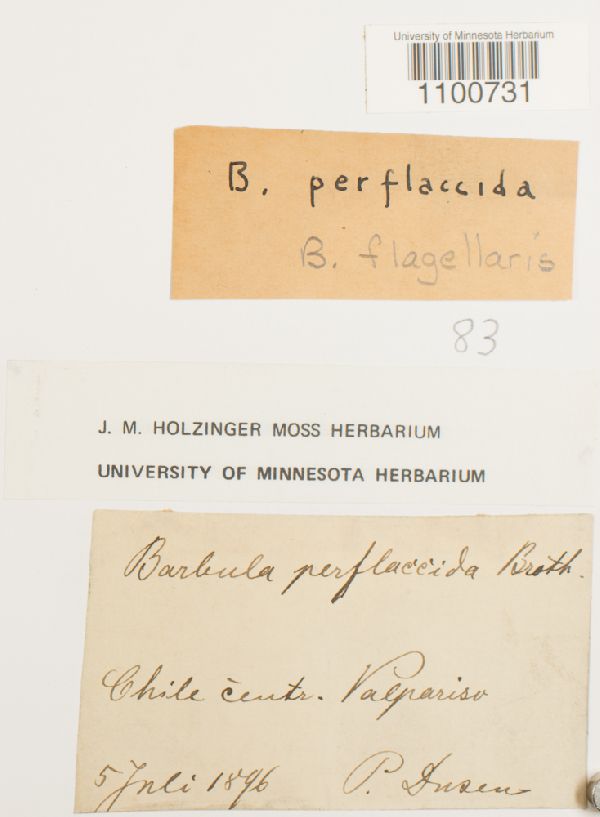 Barbula flagellaris image