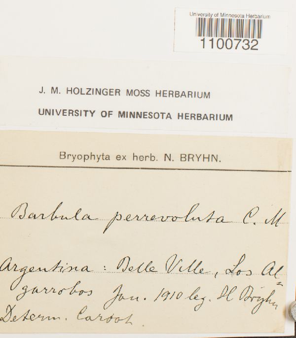 Barbula perrevoluta image