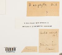 Image of Barbula aciphylla