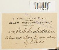 Aloina aloides image