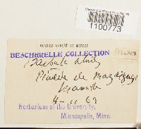 Aloina aloides image