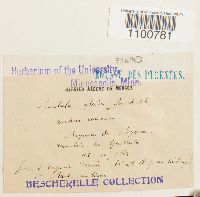 thumbnail image of current specimen