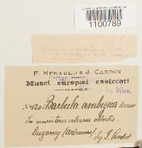 Barbula ambigua image