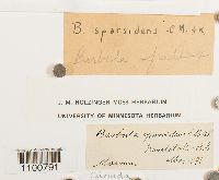 Didymodon fallax var. fallax image