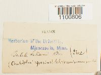 Thumbnail image of current specimen