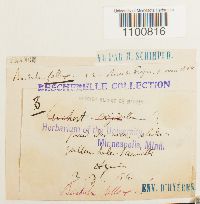 Didymodon fallax var. fallax image