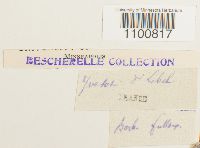 Didymodon fallax var. fallax image