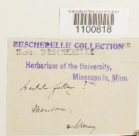 Didymodon fallax var. fallax image