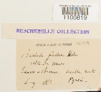 Didymodon fallax var. fallax image