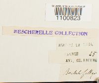 Didymodon fallax var. fallax image