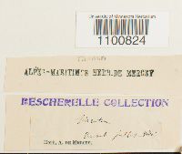 thumbnail image of current specimen