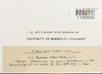 Didymodon fallax var. fallax image