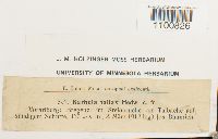 Didymodon fallax var. fallax image