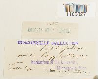 Didymodon fallax var. fallax image