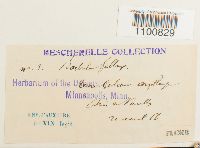 thumbnail image of current specimen