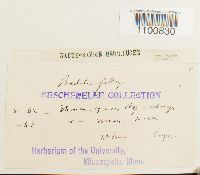 Didymodon fallax var. fallax image