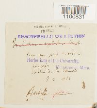 thumbnail image of current specimen