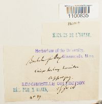 Didymodon fallax var. fallax image