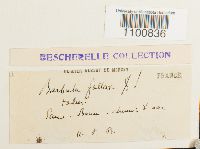 Didymodon fallax var. fallax image