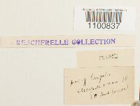 Didymodon fallax image