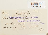 Didymodon fallax var. fallax image