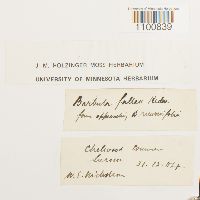 Didymodon fallax var. fallax image