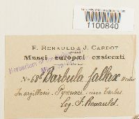 Didymodon fallax var. fallax image