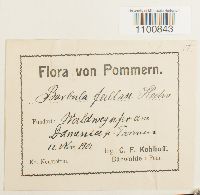 Didymodon fallax var. fallax image