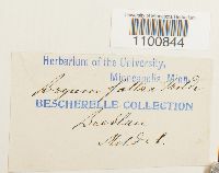 Thumbnail image of current specimen
