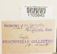 Didymodon fallax var. fallax image