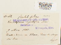 thumbnail image of current specimen