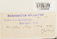 thumbnail image of current specimen