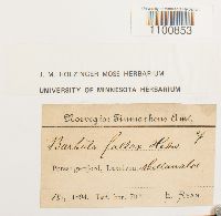 Didymodon fallax var. fallax image