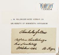 Didymodon fallax var. fallax image